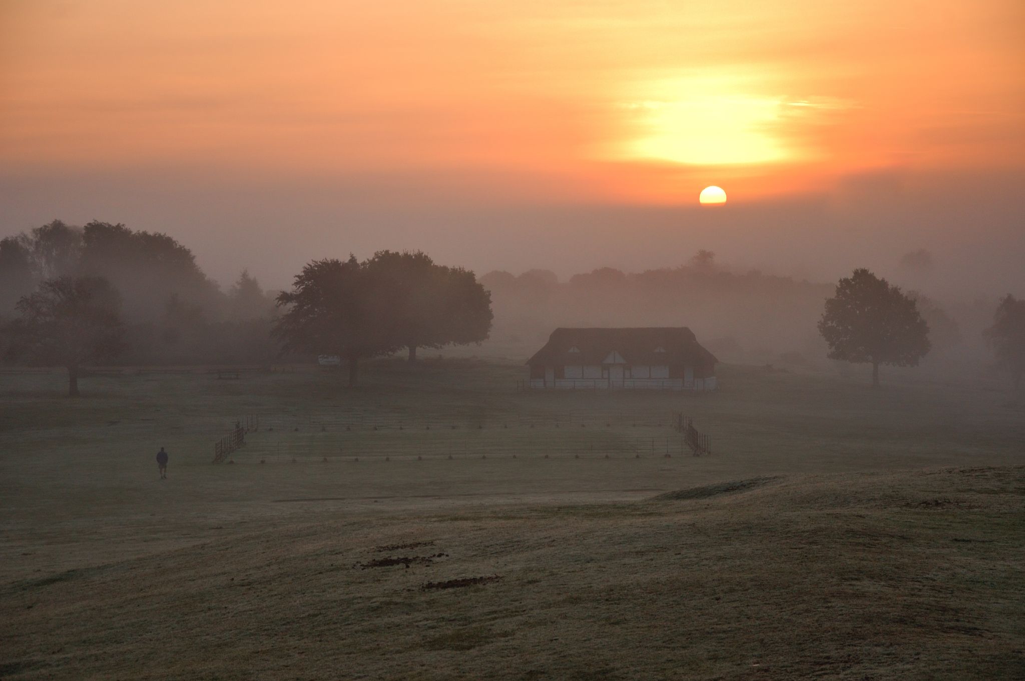 The New Forest